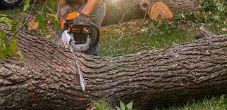 Best Tree and Shrub Care  in Appleton City, MO